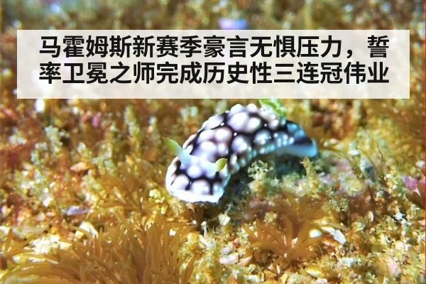 马霍姆斯新赛季豪言无惧压力，誓率卫冕之师完成历史性三连冠伟业